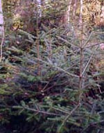 MSA ABIES PECTINATA 50 ML - Farmacia Mortise