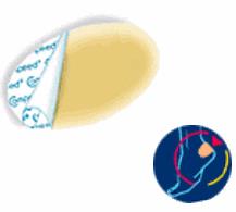 COMPEED VESCICHE CEROTTI FORMATO MEDIO 5 PEZZI - Farmacia Mortise