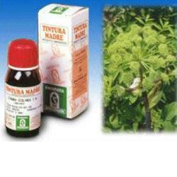 ANGELICA 55 50ML TM - Farmacia Mortise
