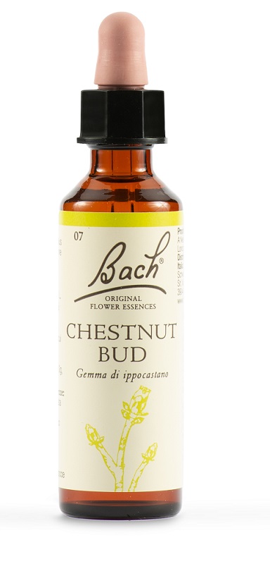 CHESTNUT BUD BACH ORIG 20 ML - Farmacia Mortise